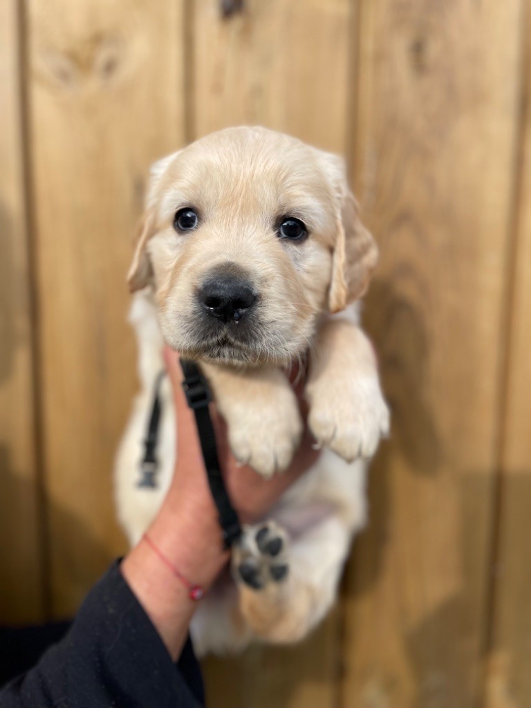 de la Gabrière - Chiot disponible  - Golden Retriever