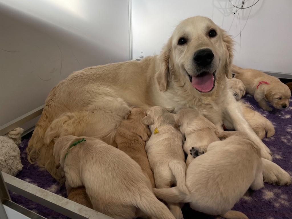 chiot Golden Retriever de la Gabrière