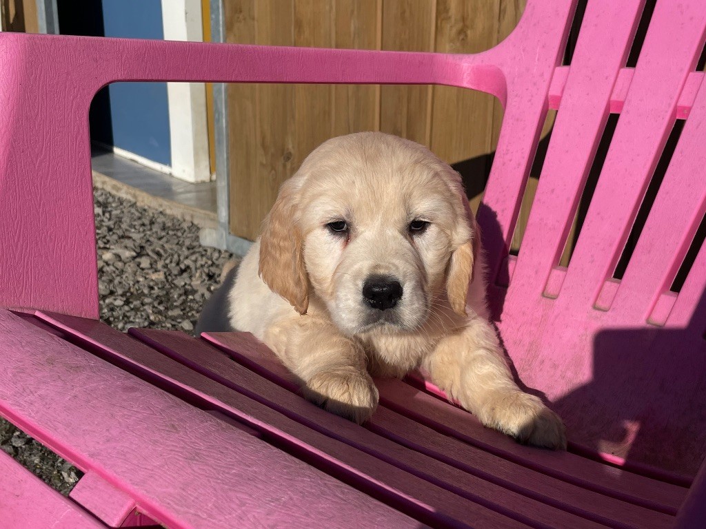 de la Gabrière - Chiot disponible  - Golden Retriever