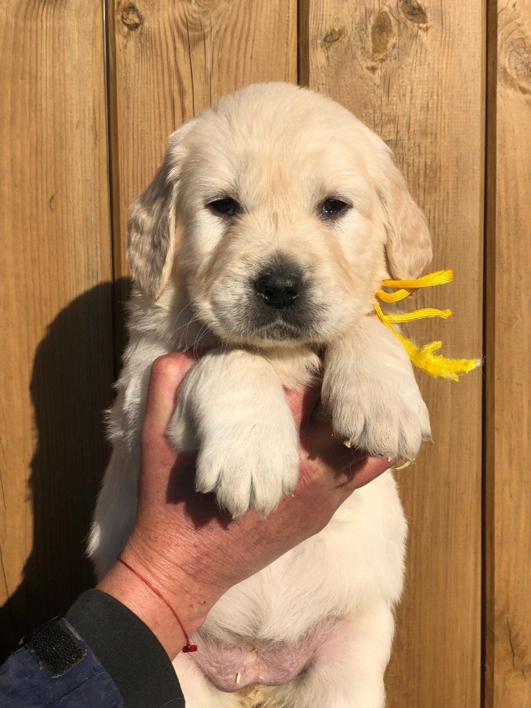 de la Gabrière - Chiot disponible  - Golden Retriever