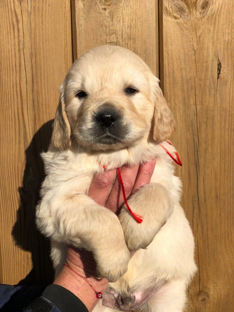 de la Gabrière - Chiot disponible  - Golden Retriever