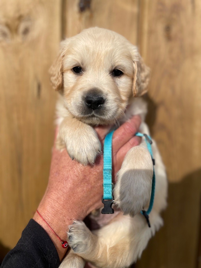 de la Gabrière - Chiot disponible  - Golden Retriever