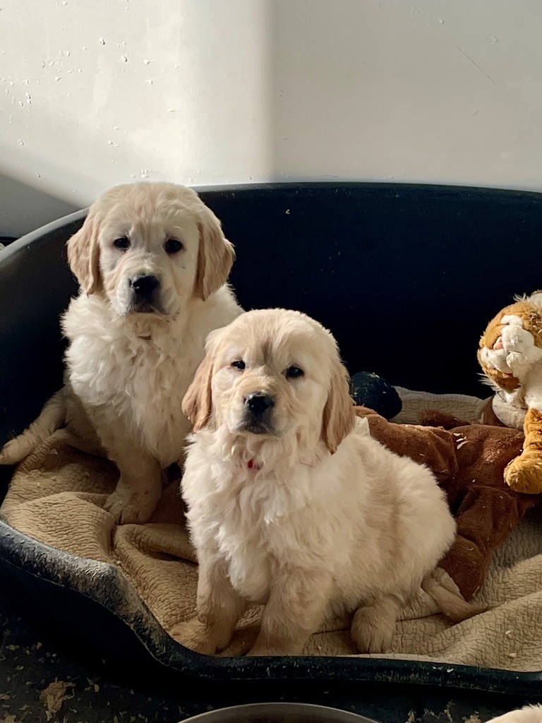 de la Gabrière - Chiot disponible  - Golden Retriever