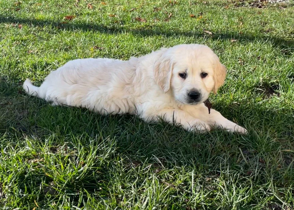 de la Gabrière - Chiot disponible  - Golden Retriever