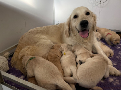 de la Gabrière - Golden Retriever - Portée née le 07/12/2024