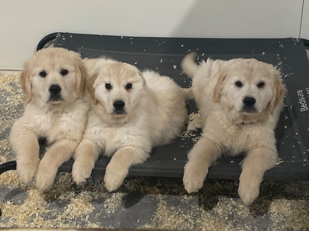 chiot Golden Retriever de la Gabrière