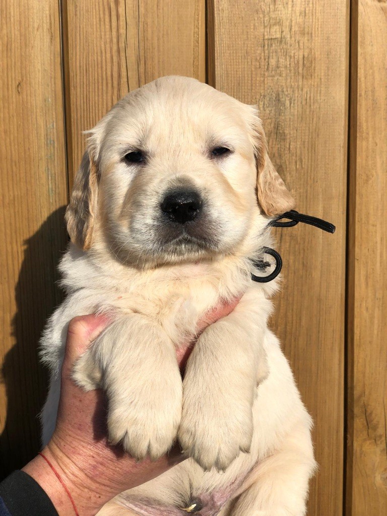 de la Gabrière - Chiot disponible  - Golden Retriever