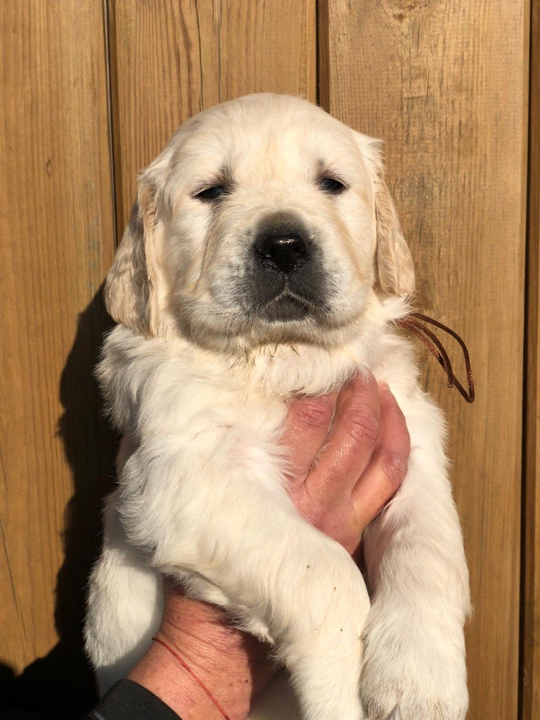 de la Gabrière - Chiot disponible  - Golden Retriever