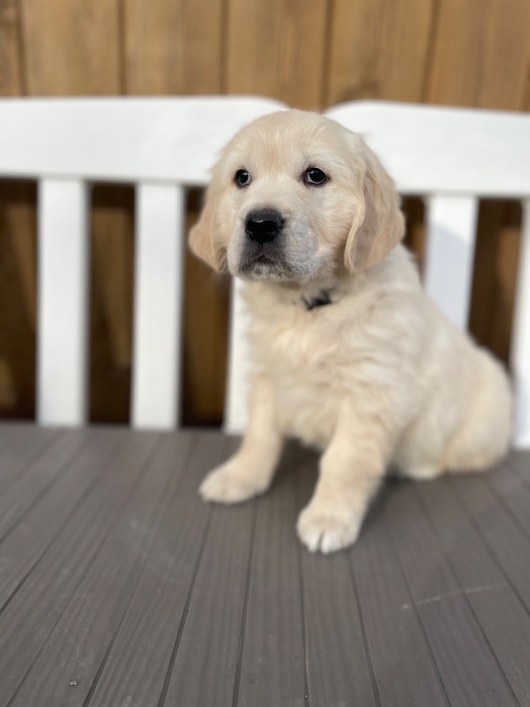 de la Gabrière - Chiot disponible  - Golden Retriever