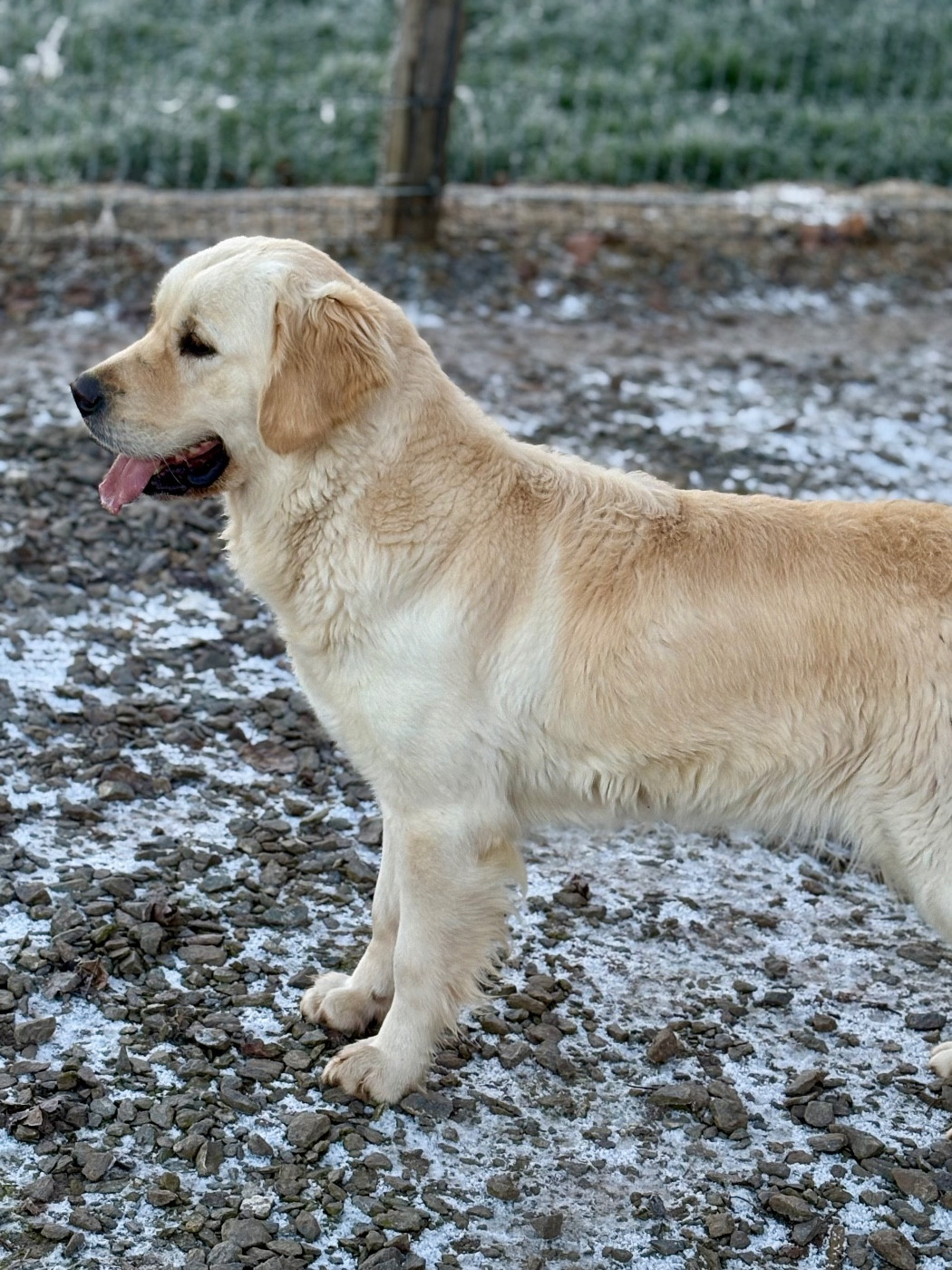 Vaîkiki de la Gabrière