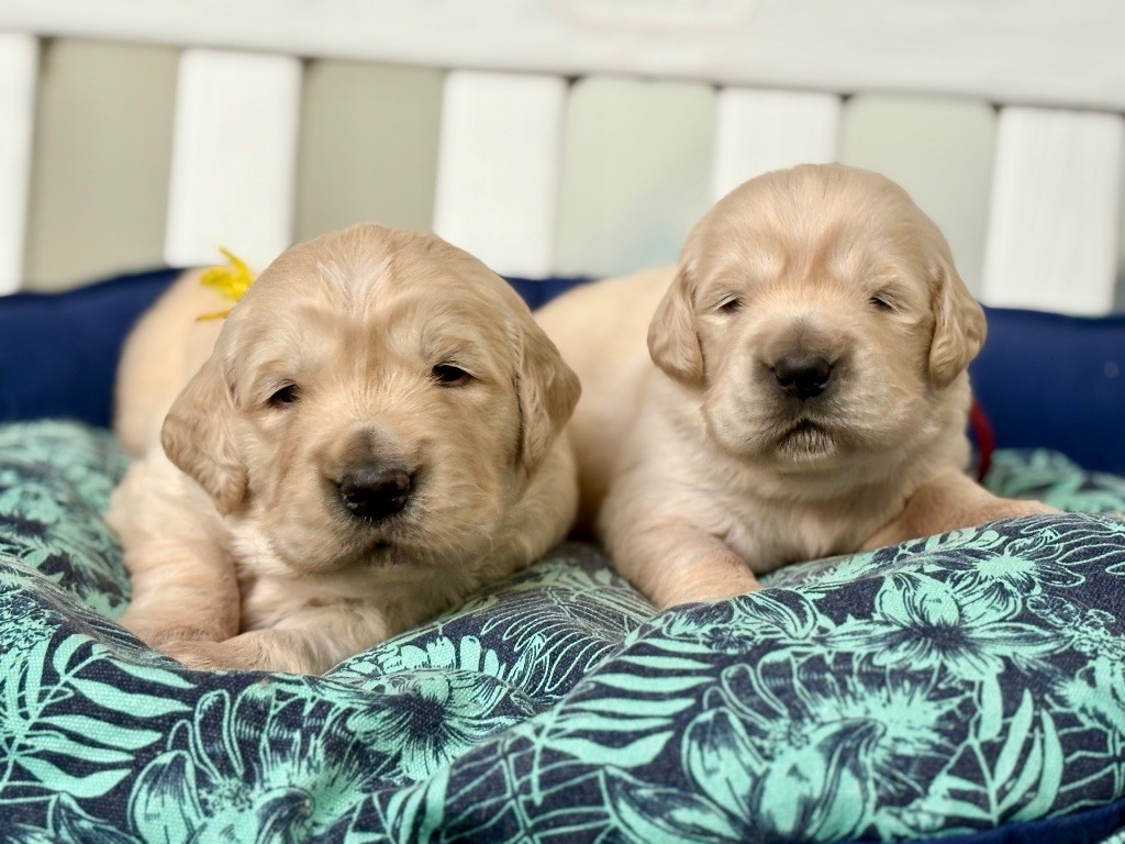 de la Gabrière - Chiots disponibles - Golden Retriever