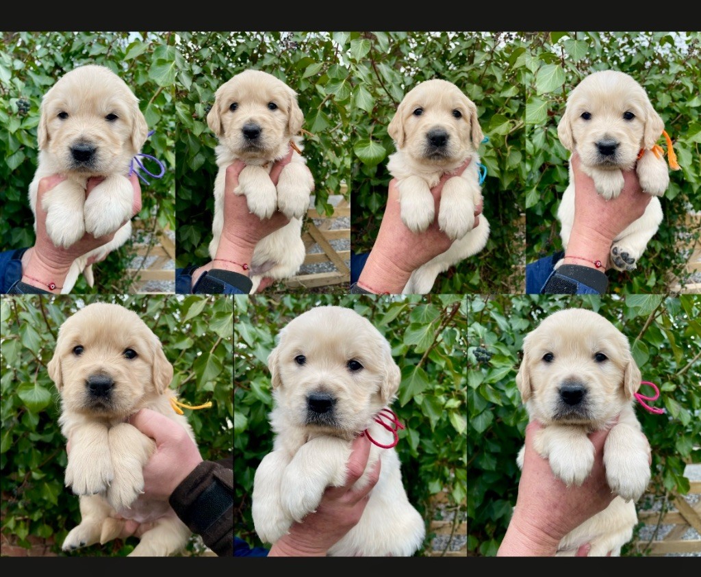 de la Gabrière - Chiots disponibles - Golden Retriever