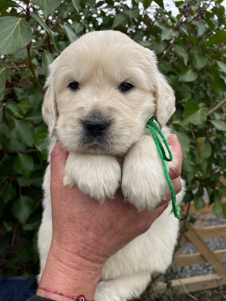 de la Gabrière - Chiots disponibles - Golden Retriever