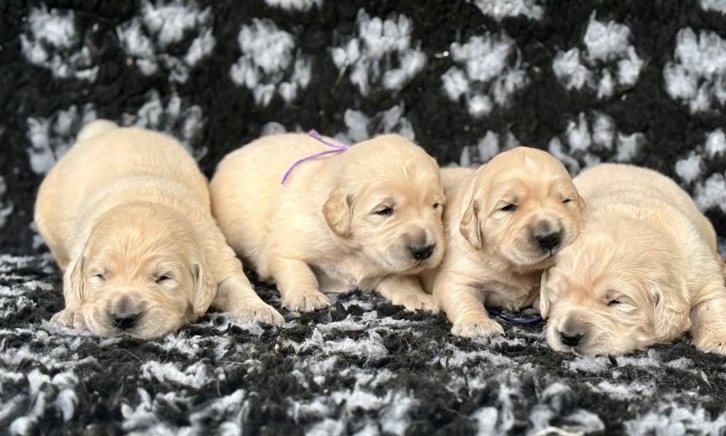 de la Gabrière - Chiots disponibles - Golden Retriever