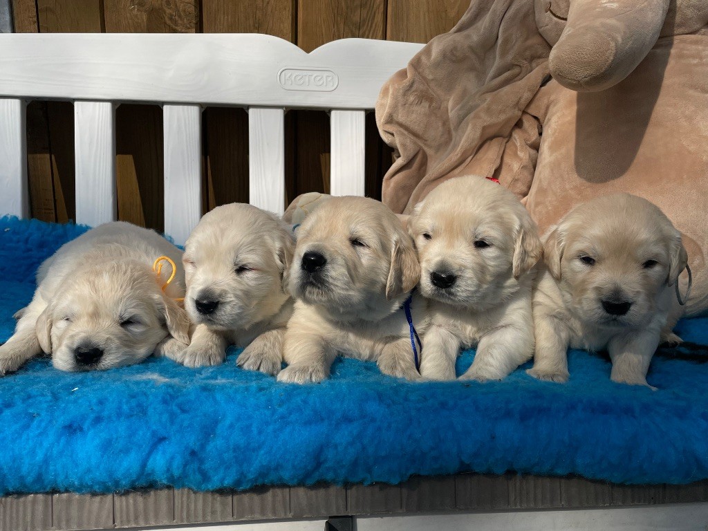 de la Gabrière - Chiots disponibles - Golden Retriever