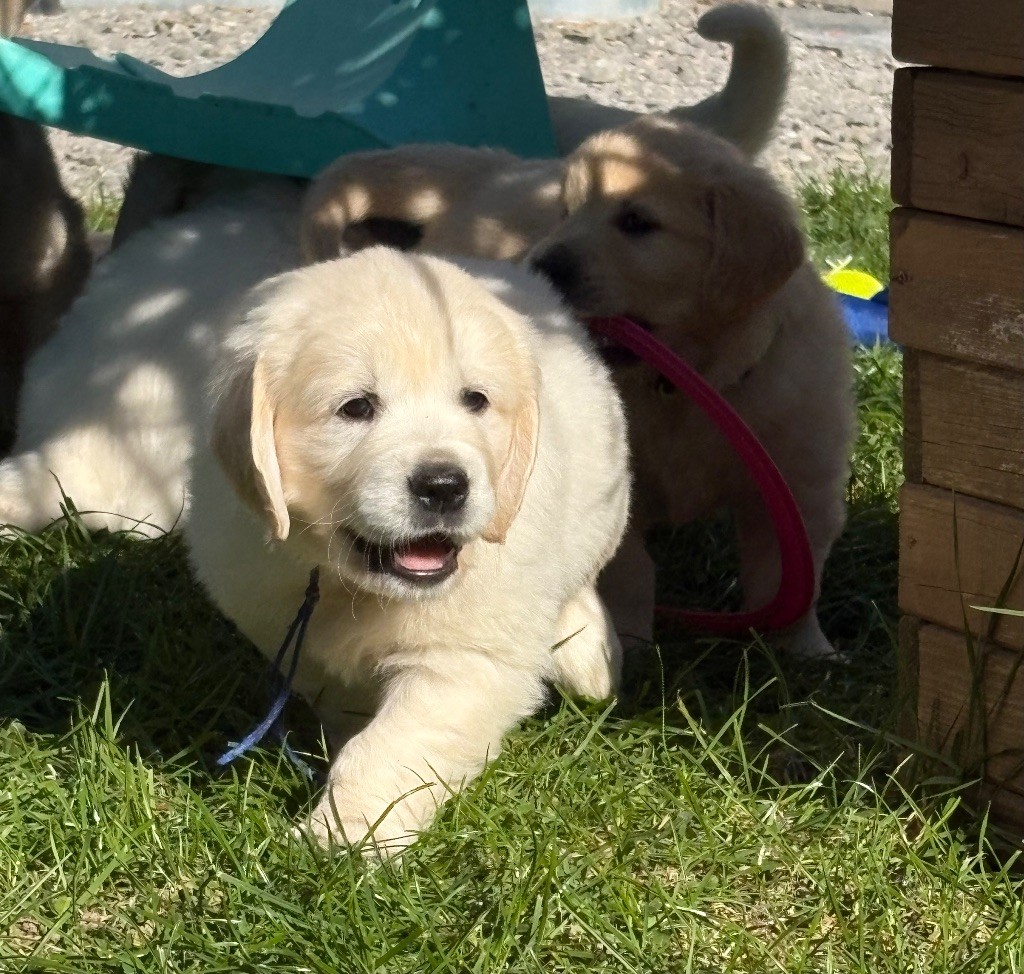 de la Gabrière - Chiots disponibles - Golden Retriever