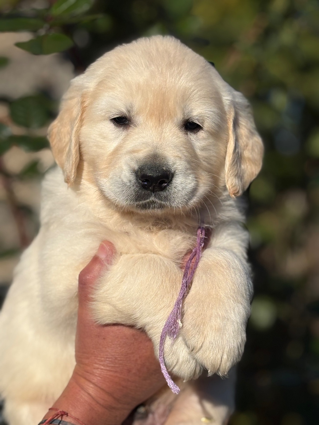 de la Gabrière - Chiots disponibles - Golden Retriever
