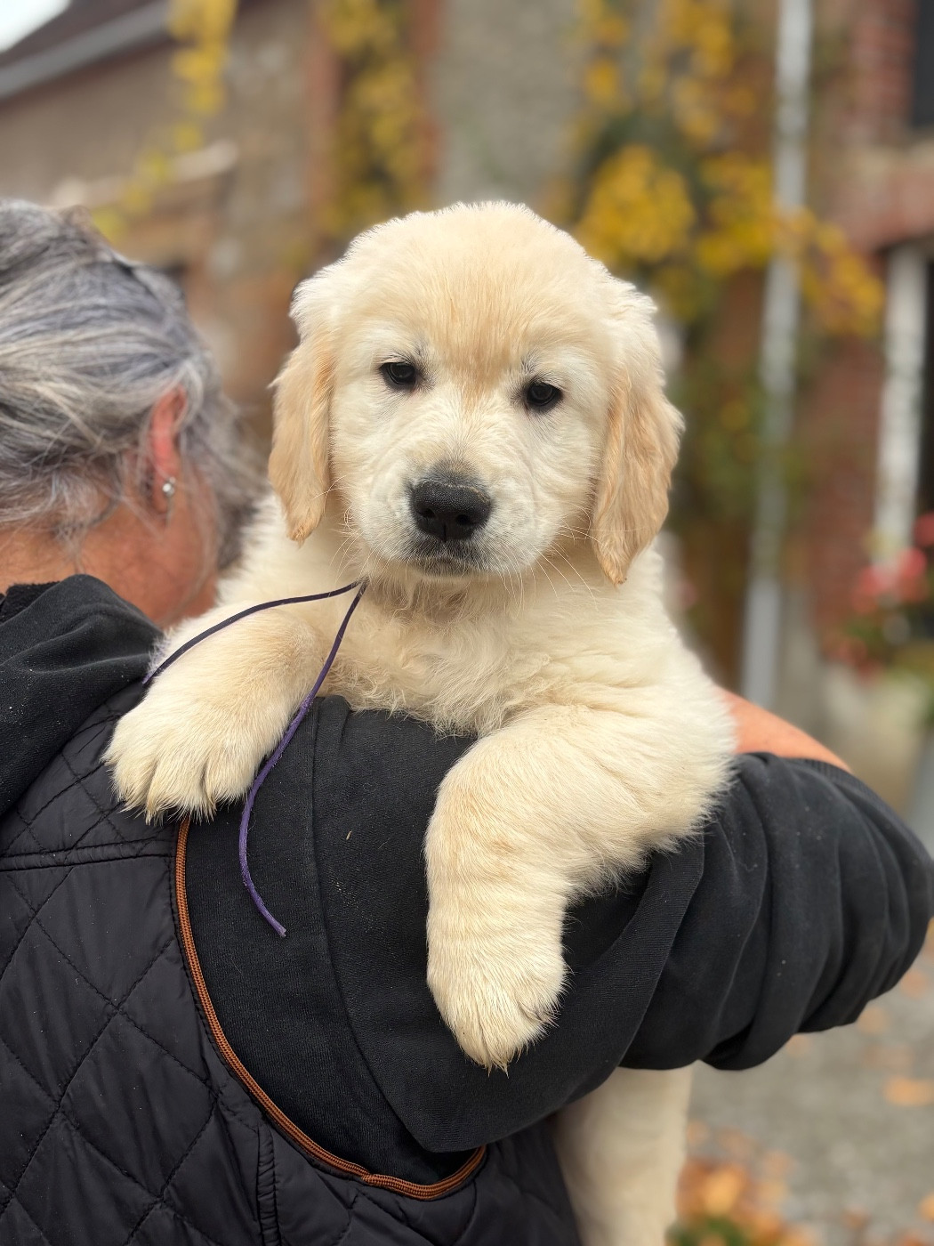 de la Gabrière - Chiots disponibles - Golden Retriever