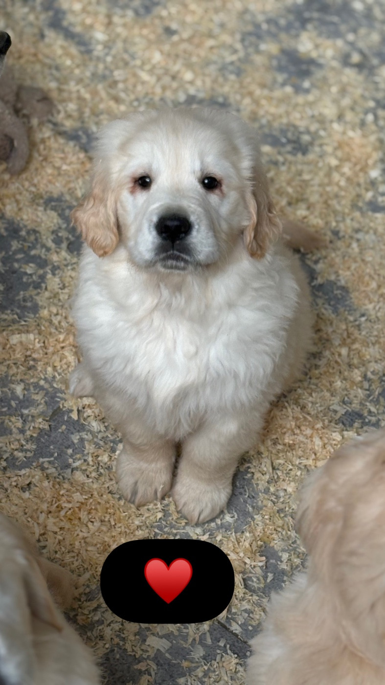 de la Gabrière - Chiots disponibles - Golden Retriever