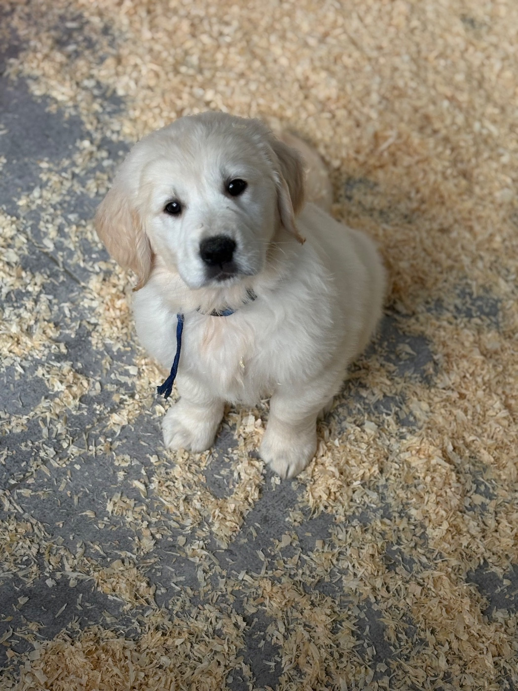de la Gabrière - Chiots disponibles - Golden Retriever
