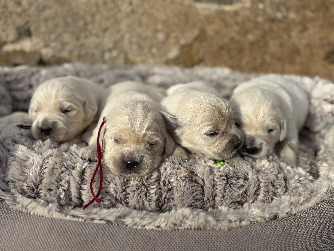 de la Gabrière - Chiots disponibles - Golden Retriever