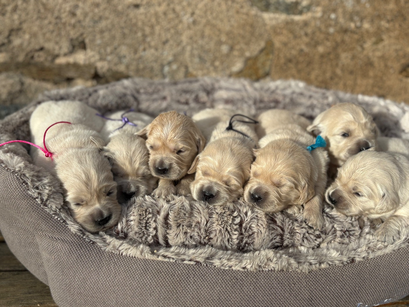 de la Gabrière - Chiots disponibles - Golden Retriever