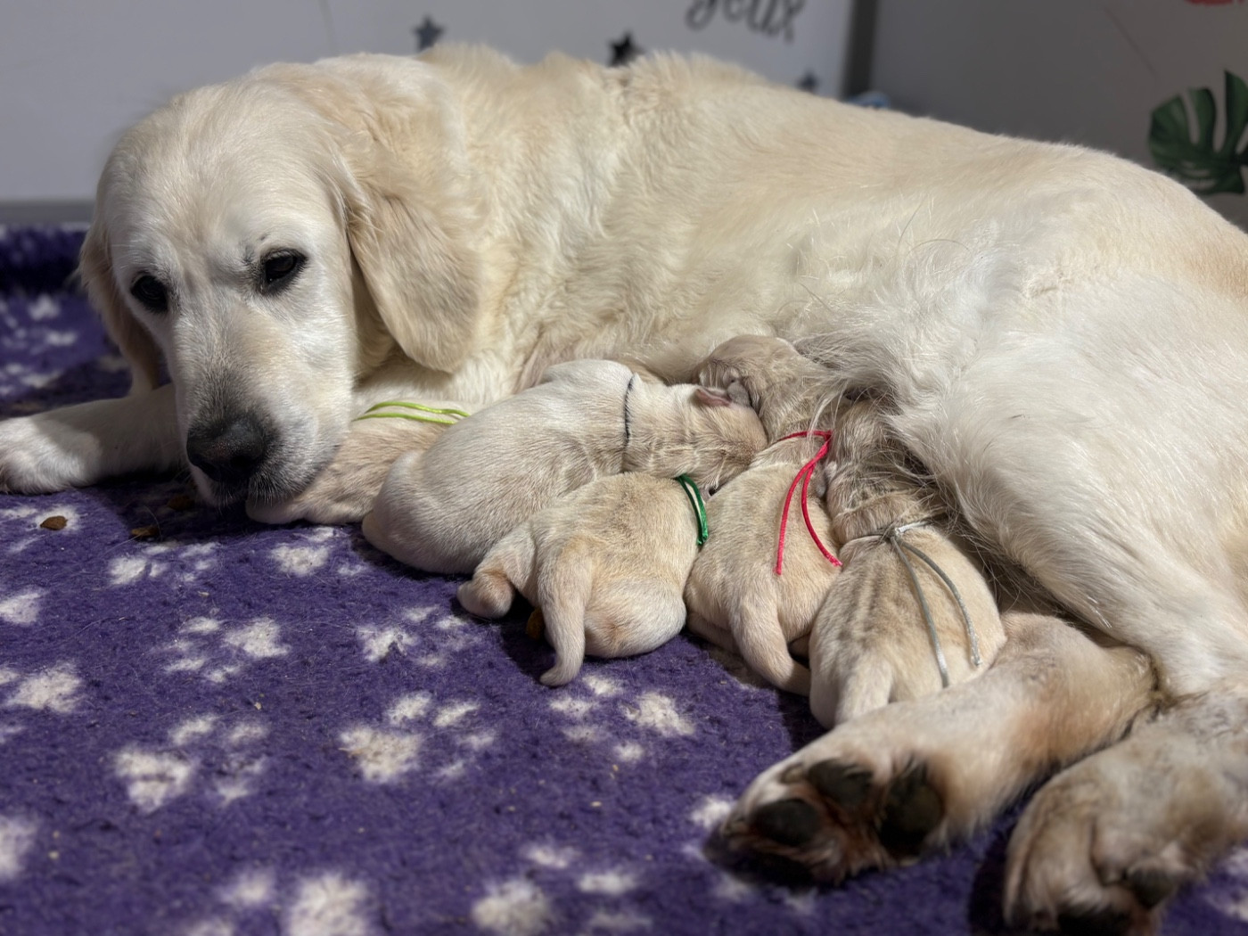 Chiot Golden Retriever de la Gabrière