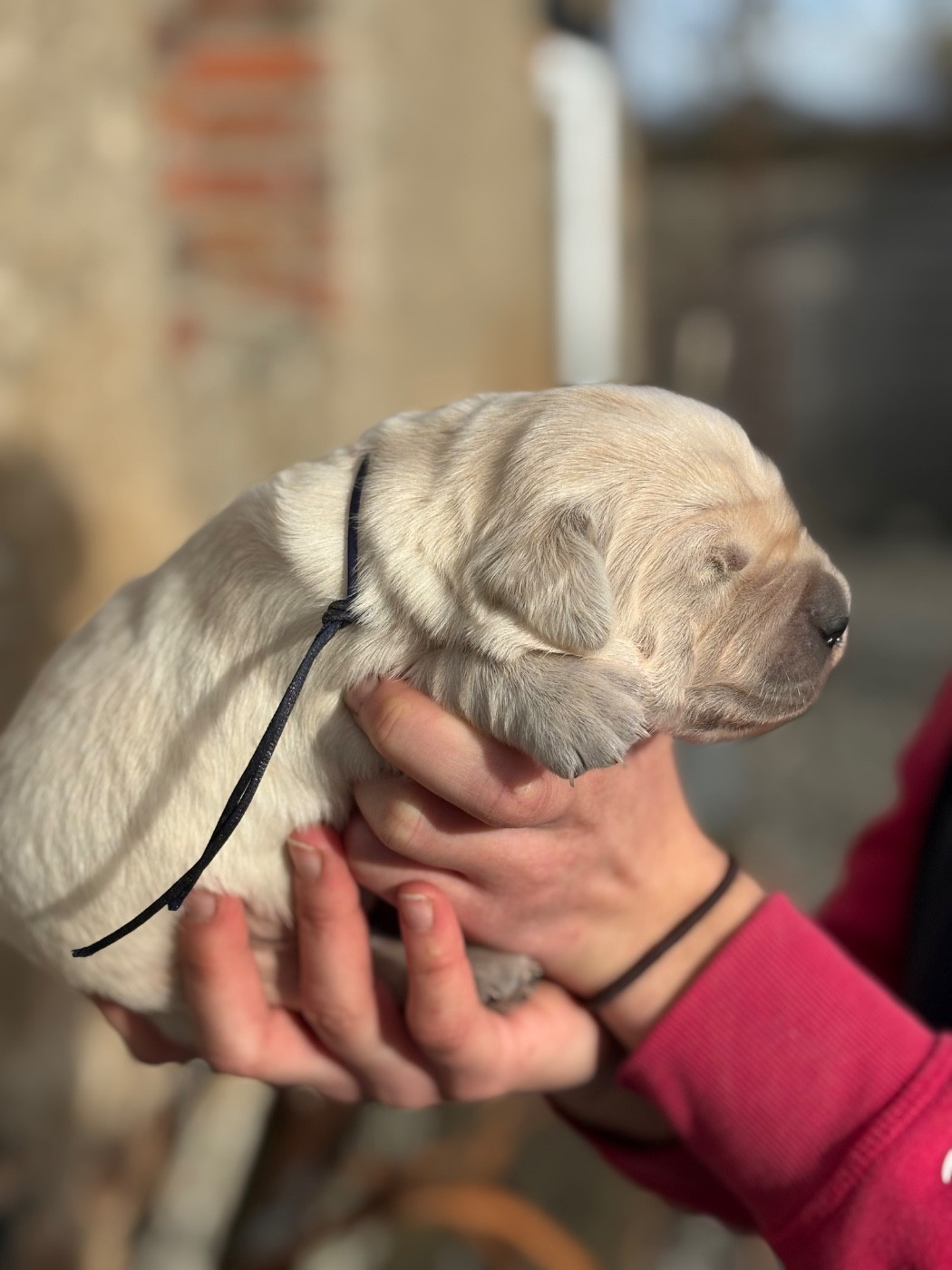 de la Gabrière - Chiots disponibles - Golden Retriever