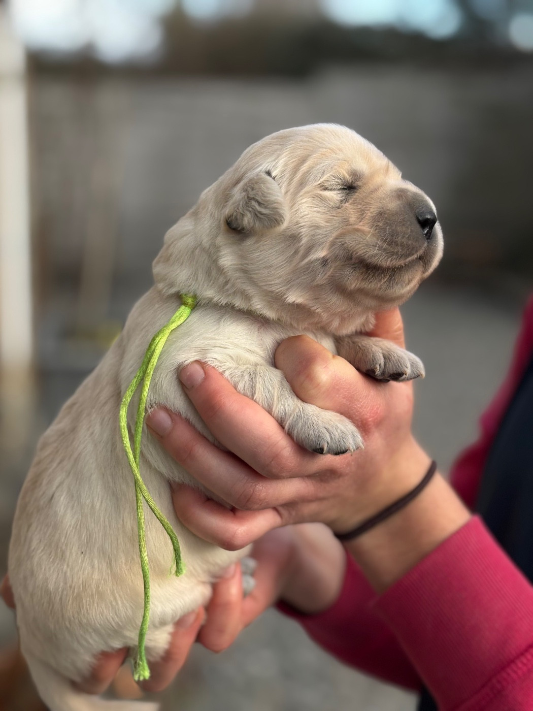 de la Gabrière - Chiots disponibles - Golden Retriever