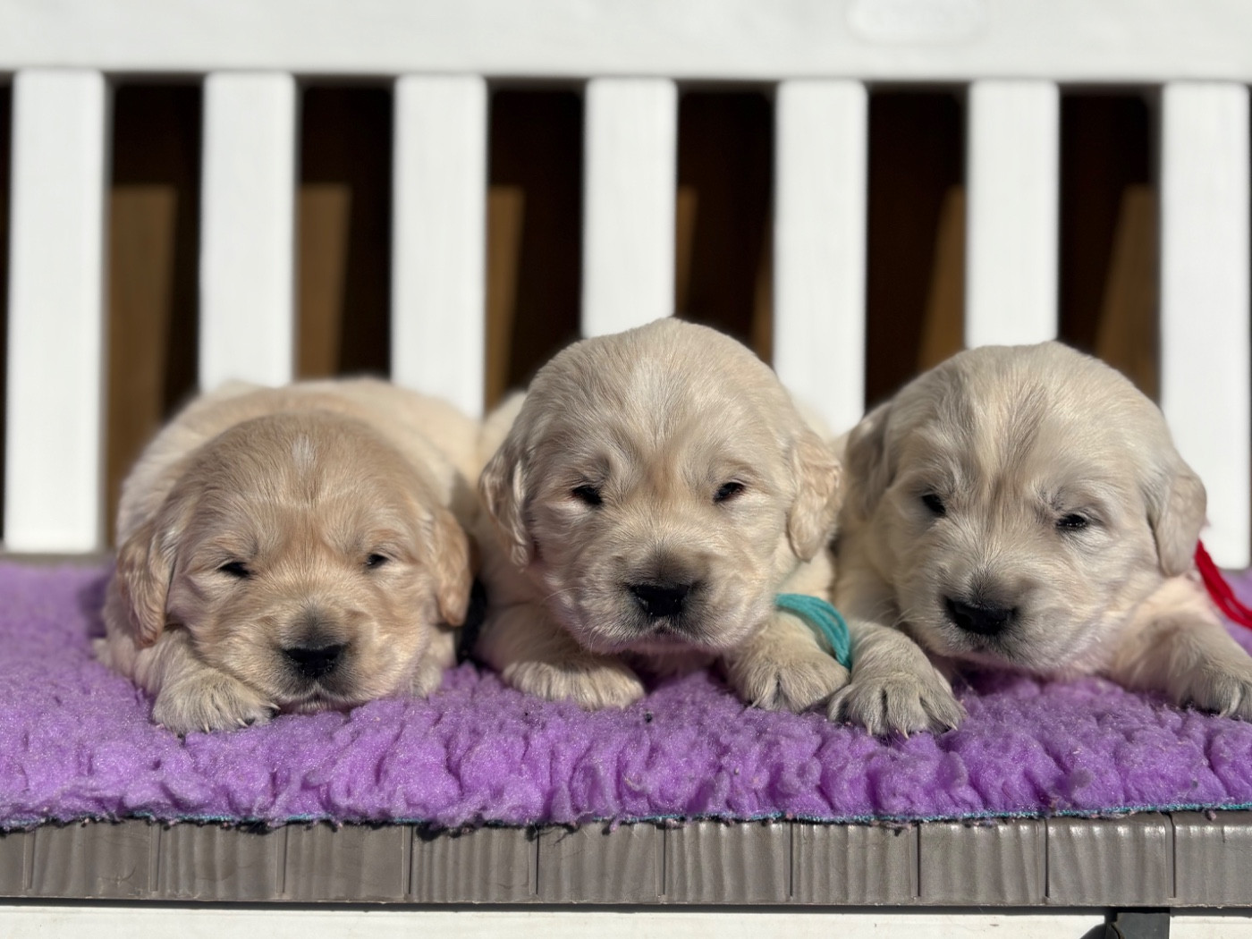 de la Gabrière - Golden Retriever - Portée née le 04/02/2026