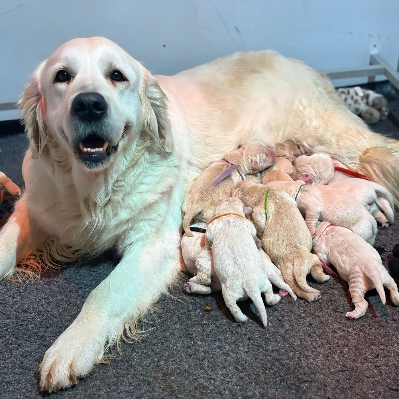 de la Gabrière - Golden Retriever - Portée née le 06/03/2026