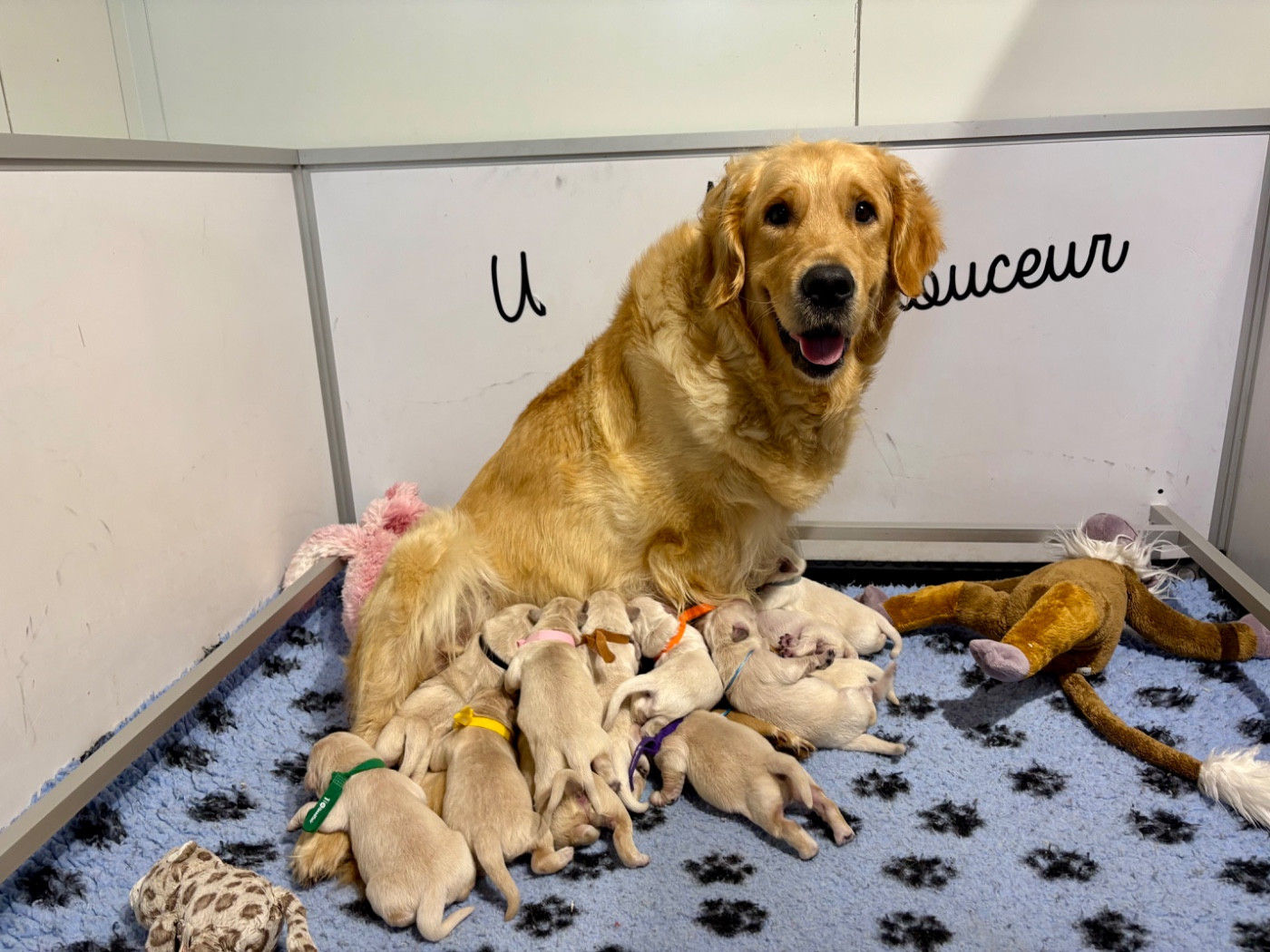 Chiot Golden Retriever de la Gabrière