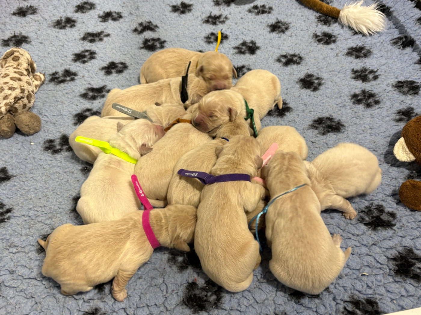 de la Gabrière - Chiots disponibles - Golden Retriever