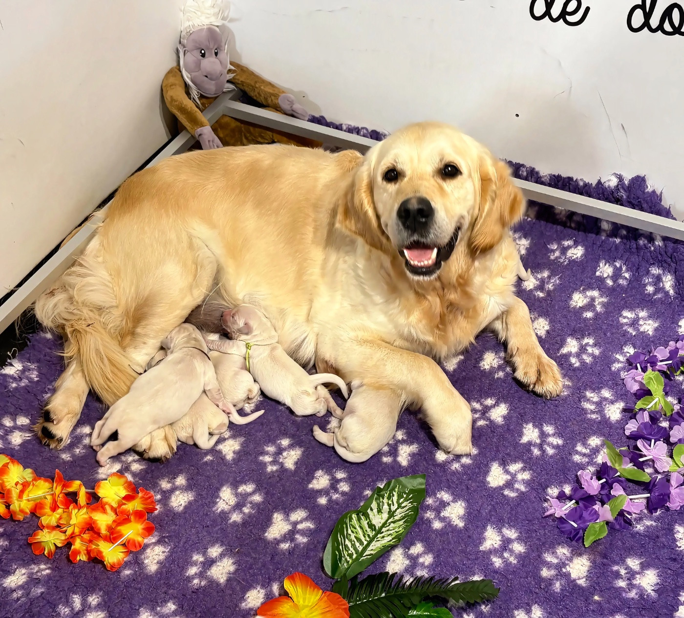 Chiot Golden Retriever de la Gabrière