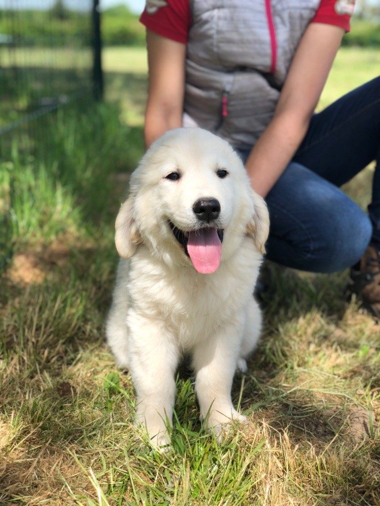 de la Gabrière - Chiots disponibles - Golden Retriever