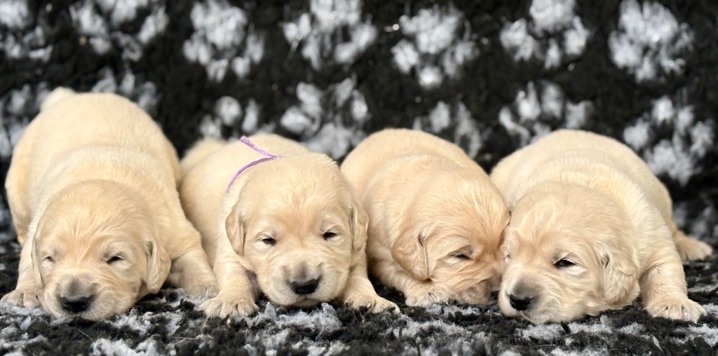 de la Gabrière - Chiots disponibles - Golden Retriever
