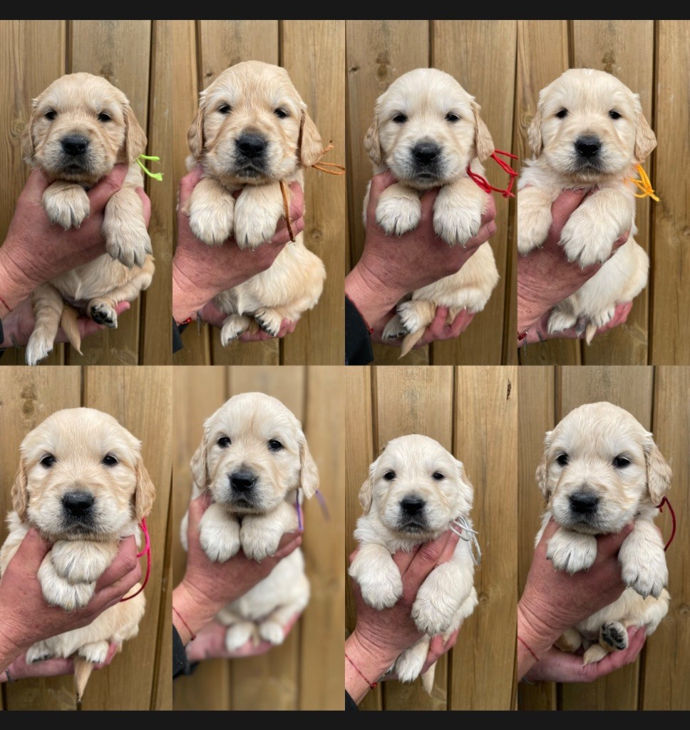 de la Gabrière - Chiots disponibles - Golden Retriever