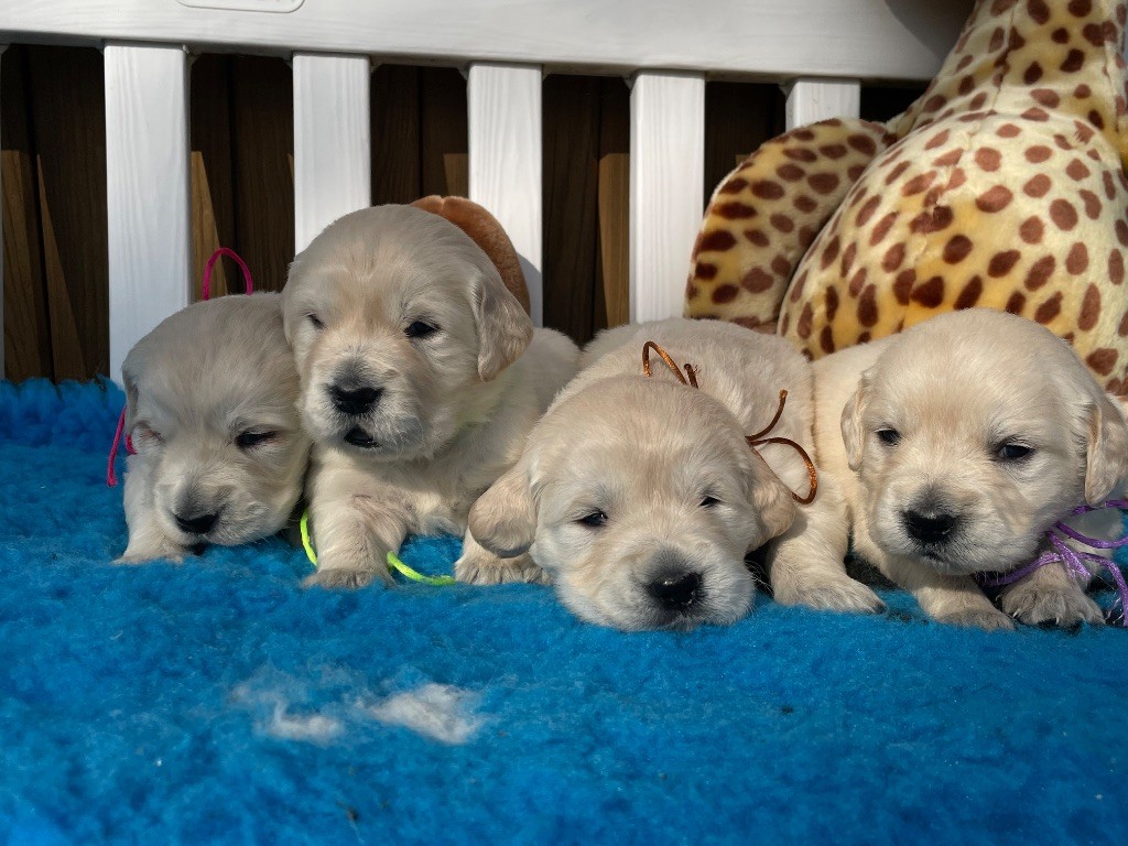 de la Gabrière - Chiots disponibles - Golden Retriever