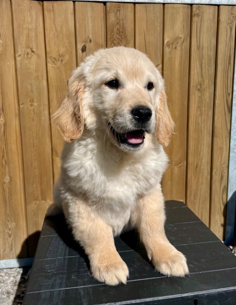 de la Gabrière - Chiots disponibles - Golden Retriever