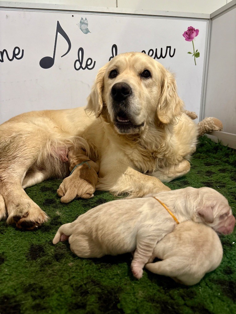 de la Gabrière - Chiots disponibles - Golden Retriever