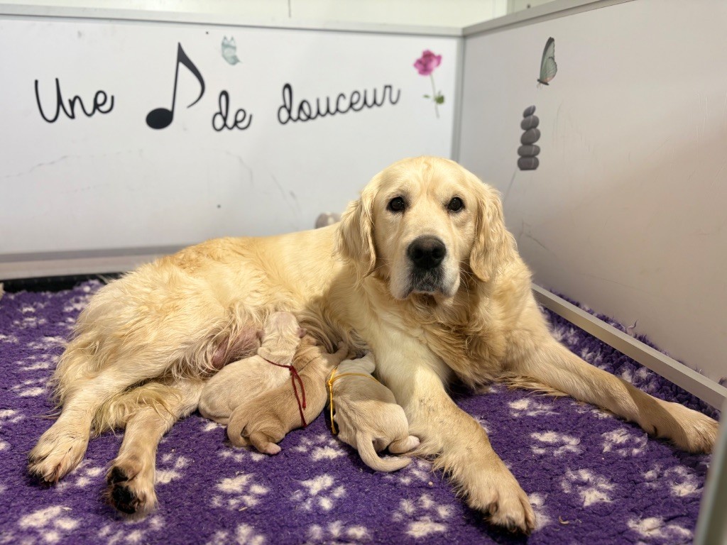 Chiot Golden Retriever de la Gabrière