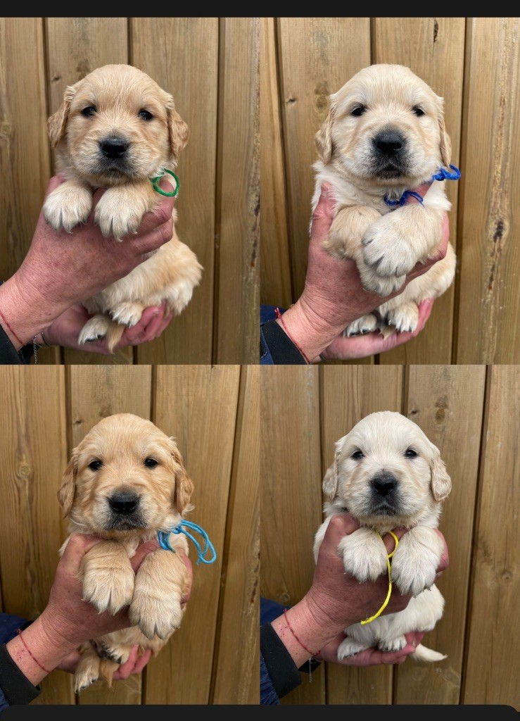 de la Gabrière - Chiots disponibles - Golden Retriever