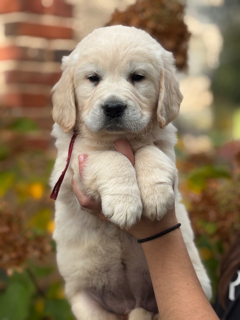 de la Gabrière - Chiots disponibles - Golden Retriever