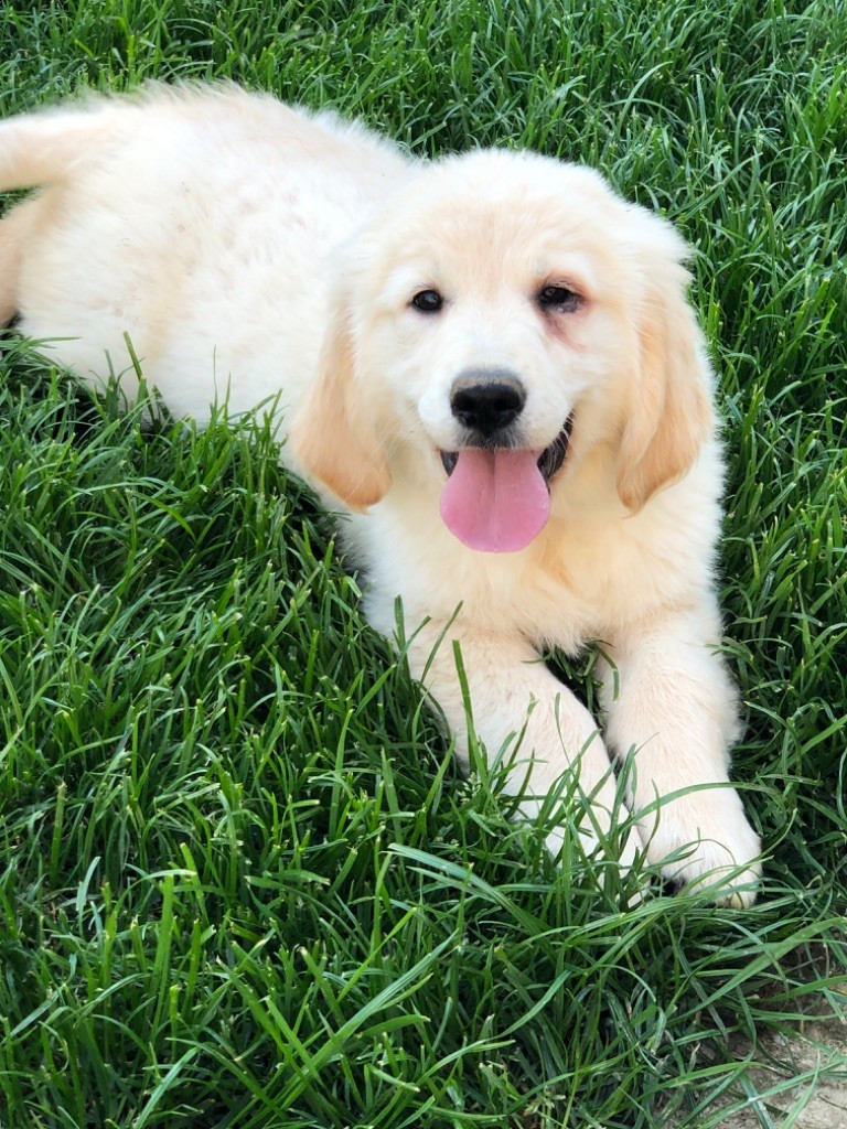 de la Gabrière - Chiots disponibles - Golden Retriever