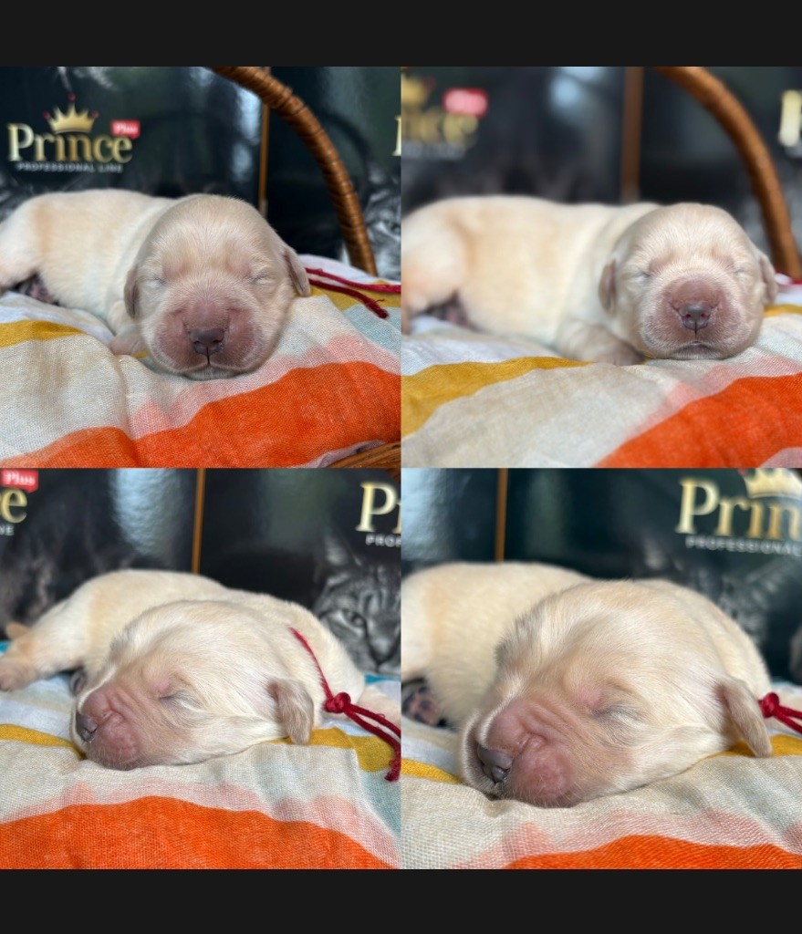 de la Gabrière - Chiots disponibles - Golden Retriever