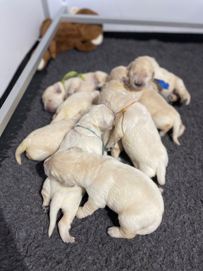 Chiot Golden Retriever de la Gabrière