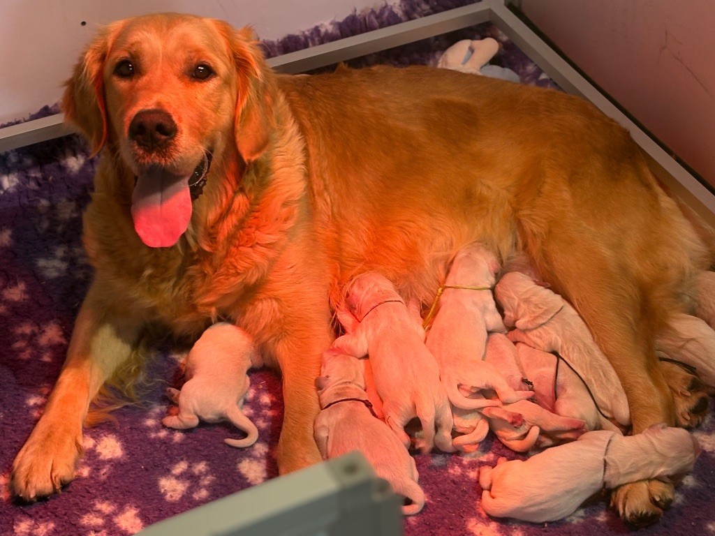 de la Gabrière - Golden Retriever - Portée née le 20/10/2025