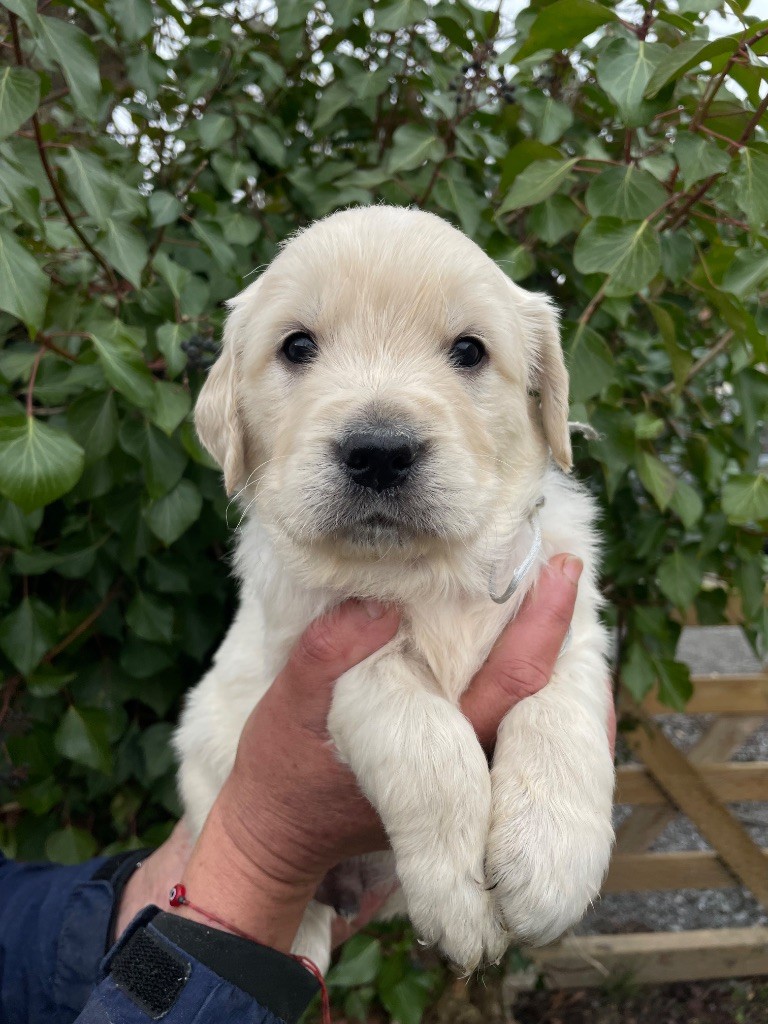 de la Gabrière - Chiots disponibles - Golden Retriever