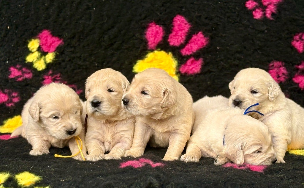 de la Gabrière - Chiots disponibles - Golden Retriever