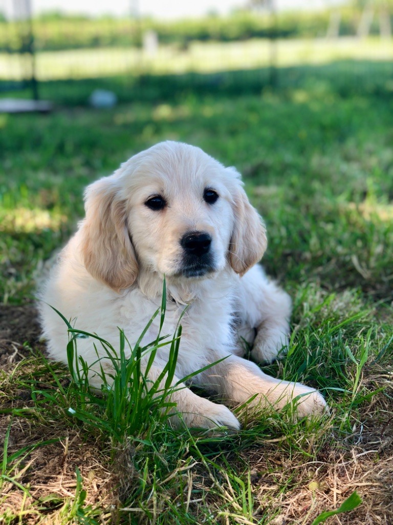 de la Gabrière - Chiots disponibles - Golden Retriever